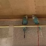 Lina und Sam suchen dringend ein liebevolles neues zu Hause Bild 1