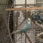 Lina und Sam suchen dringend ein liebevolles neues zu Hause Bild 2