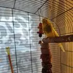 Zuhause für Henne (2,5 Jahre) gesucht Bild 1