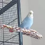Welli Dame sucht neues Zuhause Bild 2