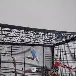 Welli Dame sucht neues Zuhause Bild 1