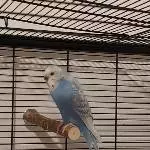 Welli Dame sucht neues Zuhause Bild 3