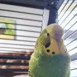 Kiwi sucht ein neues Zuhause Bild 1