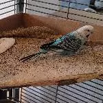 Zwei Hennen suchen ein neues Zuhause Bild 2