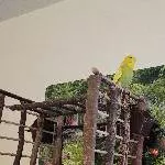 Zwei Hennen suchen ein neues Zuhause Bild 1