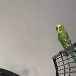 Unser Karlchen sucht ein neues Zuhause Bild 2