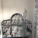 Unser Karlchen sucht ein neues Zuhause Bild 1