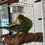 Hahn Elvis sucht bald ein neues Zuhause Bild 2