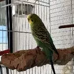 Hahn Elvis sucht bald ein neues Zuhause Bild 3