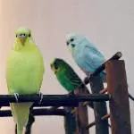 3 Flugdrachen zu vermitteln Bild 1