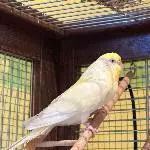 Tweety sucht ein neues Zuhause.. Bild 2