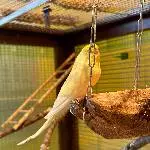 Tweety sucht ein neues Zuhause.. Bild 1
