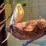 Tweety sucht ein neues Zuhause.. Bild 3