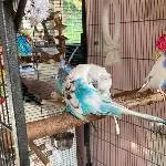 Wellensittichfamilie sucht liebevolles Zuhause Bild 4