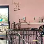 Wellensittichfamilie sucht liebevolles Zuhause Bild 6
