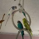 Wellensittichfamilie sucht liebevolles Zuhause Bild 5