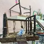 Wellensittichfamilie sucht liebevolles Zuhause Bild 3