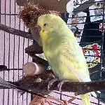 Wellensittichfamilie sucht liebevolles Zuhause Bild 2