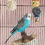 Wellensittichfamilie sucht liebevolles Zuhause Bild 1