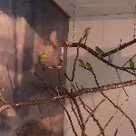 7 Wellis suchen neues zu Hause Bild 2