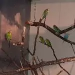 7 Wellis suchen neues zu Hause Bild 3