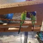 7 Wellis suchen neues zu Hause Bild 1