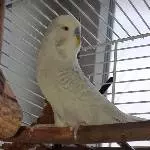 Wellensittichhahn, 6 Jahre alt, sucht dringend neues Zuhause Bild 1
