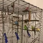 Dynamisches Hahntrio sucht Zuhause Bild 1