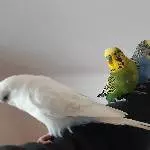 6 Wellis abzugeben Bild 3