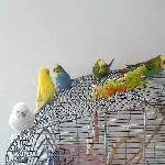 6 Wellis abzugeben Bild 1