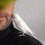 6 Wellis abzugeben Bild 5