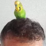 6 Wellis abzugeben Bild 6