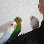 6 Wellis abzugeben Bild 2