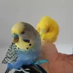 6 Wellis abzugeben Bild 4