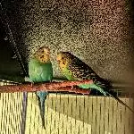 Wellensittichpärchen sucht neues Zuhause Bild 1