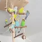 7 bezaubernde Wellis suchen gemeinsam ein liebevolles neues Zuhause Bild 1