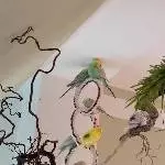 7 Wellis suchen ein Zuhause Bild 1