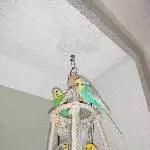 7 Wellis suchen ein Zuhause Bild 2
