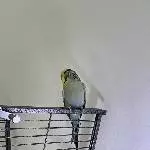 Zwei Wellensittiche abzugeben Bild 3
