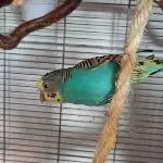 Flash sucht neues Zuhause Bild 2