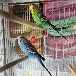 Max und Moritz suchen ein gutes Zuhause Bild 2