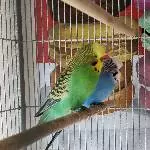 Max und Moritz suchen ein gutes Zuhause Bild 1