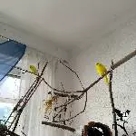 Wellensittich Paar, 2 Jahre Bild 1