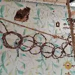 Aufgabe der Welli-Haltung: Henry sucht Zuhause mit Artgenossen Bild 6