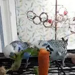 Aufgabe der Welli-Haltung: Henry sucht Zuhause mit Artgenossen Bild 4