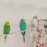 2 Pärchen abzugeben Bild 2