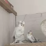2 Pärchen abzugeben Bild 1