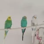 2 Pärchen abzugeben Bild 3