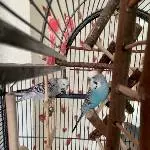 Welli- Pärchen Bild 1