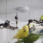 18 Wellis suchen eine Außenvoliere mit Wärmeschutz Raum Bild 4